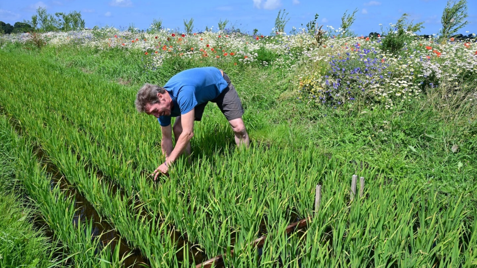 A man tending to green crops in a field with wildflowers in the background.