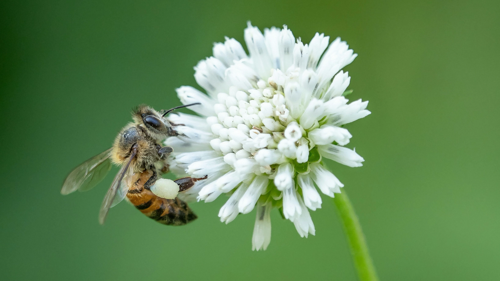 A bee on a white flower, with pollen visible on its leg.