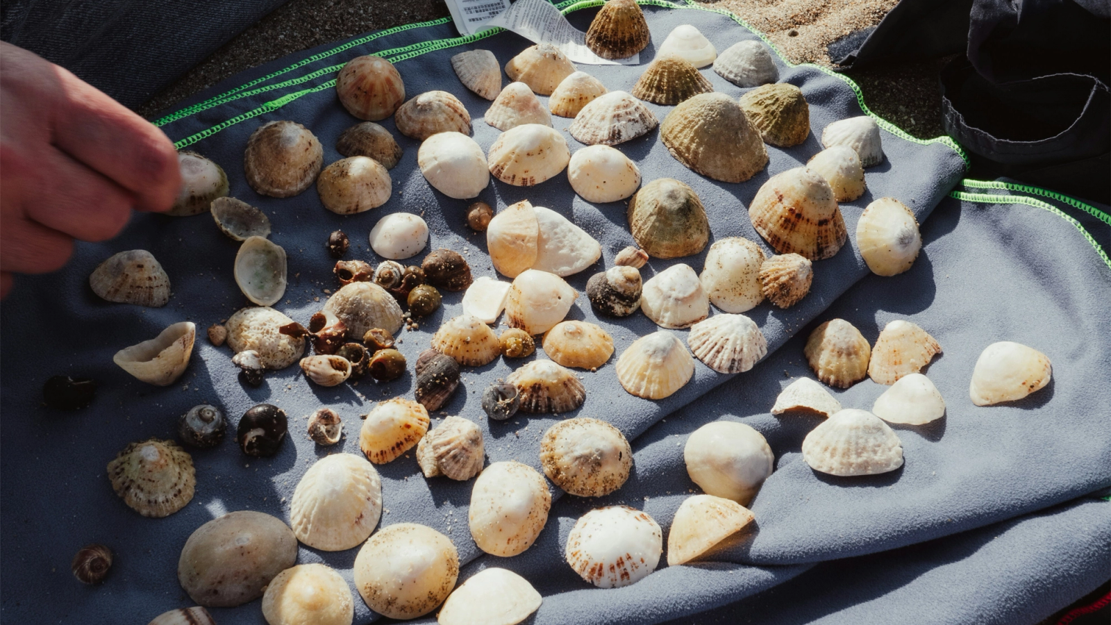 A hand arranging a collection of various seashells on a gray towel.