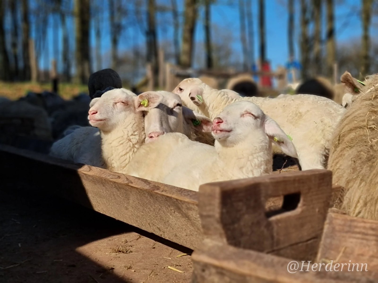 A contented lamb with its eyes closed in a wooden feeder, surrounded by other sheep.