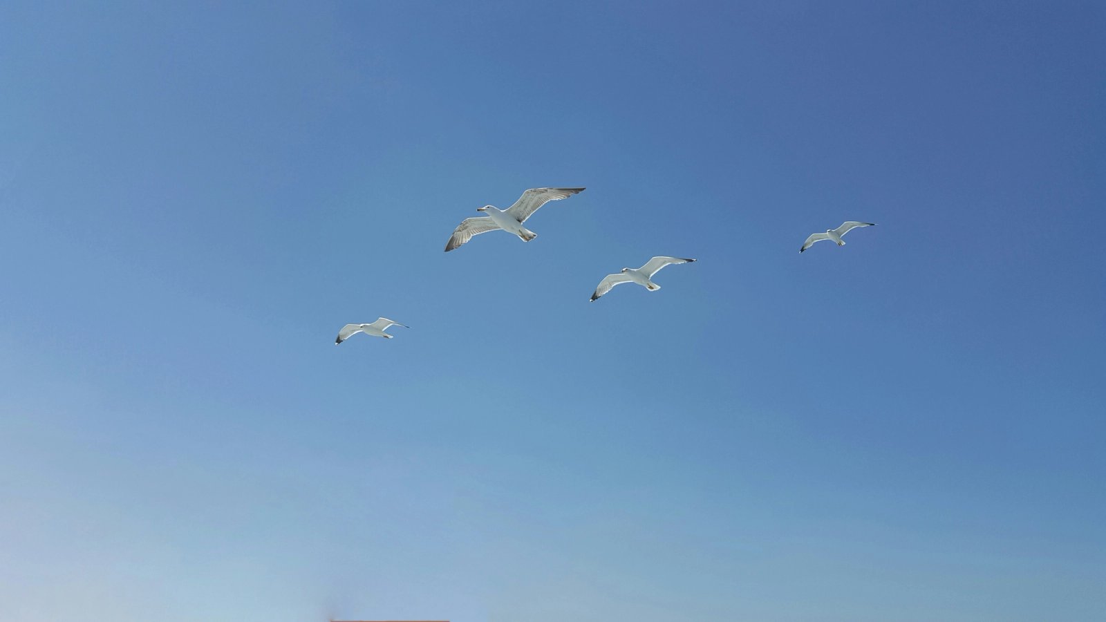 Four seagulls flying in a clear blue sky.