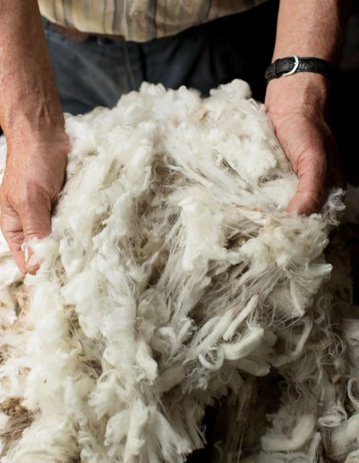 A person's hands holding a large pile of raw, fluffy sheep's wool.