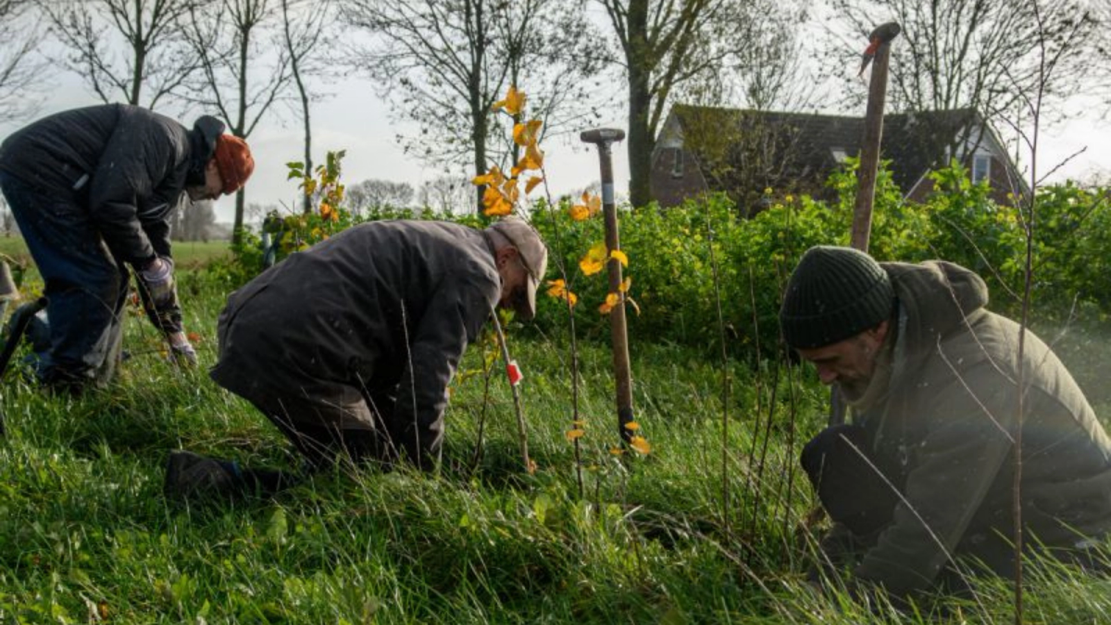 Three people planting small trees in a grassy field.