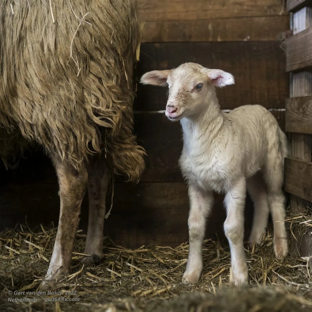 A young white lamb stands on straw in a barn next to its shaggy mother.