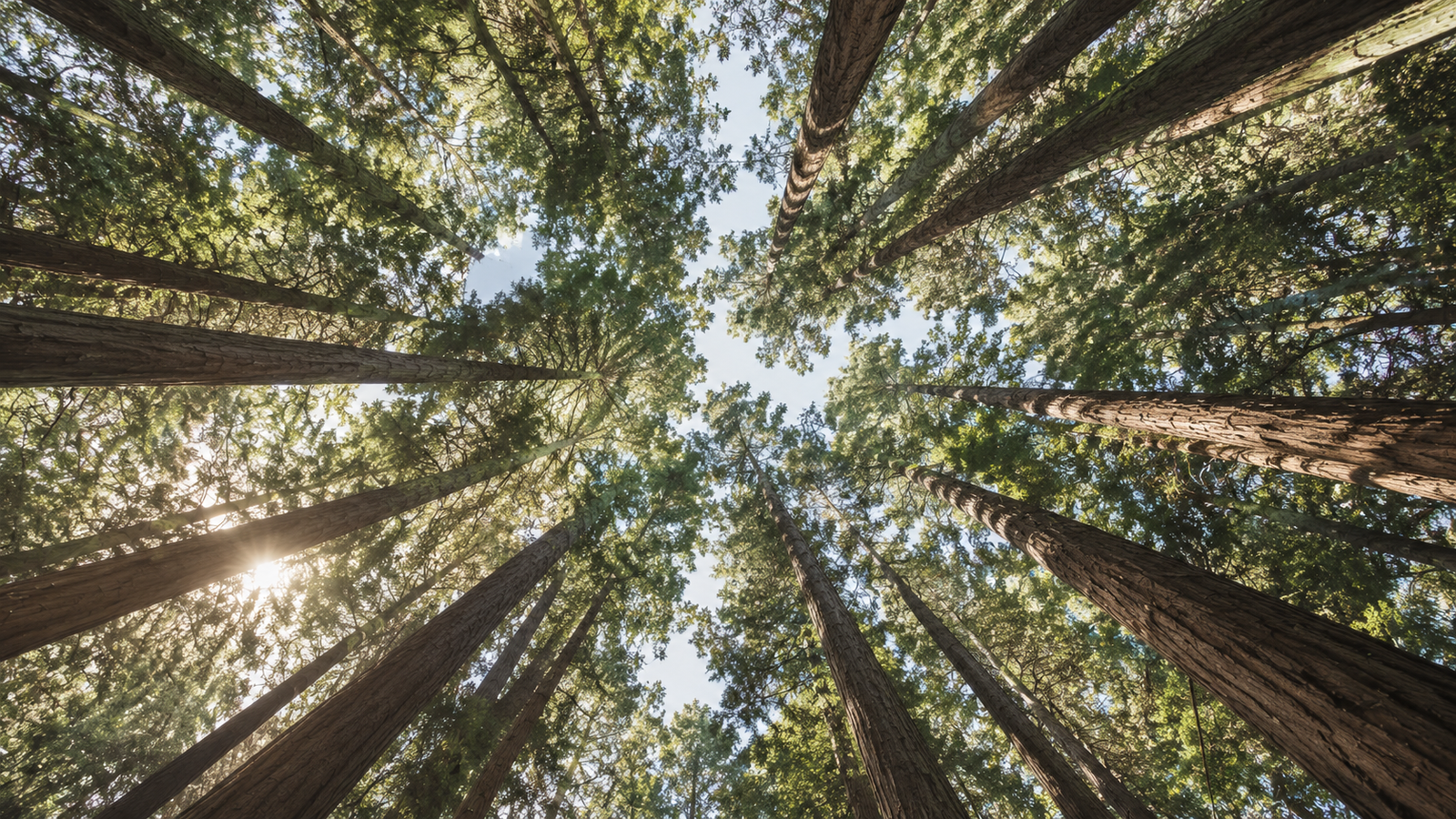 Der Blick nach oben durch einen dichten Wald aus hohen Bäumen, durch dessen Baumkronen das Sonnenlicht sickert.
