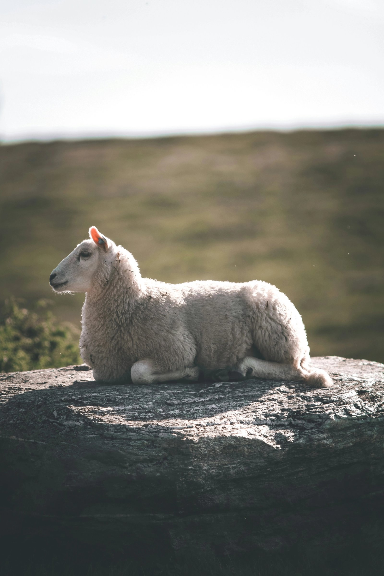 A white sheep is lying on a large rock in a sunlit field.