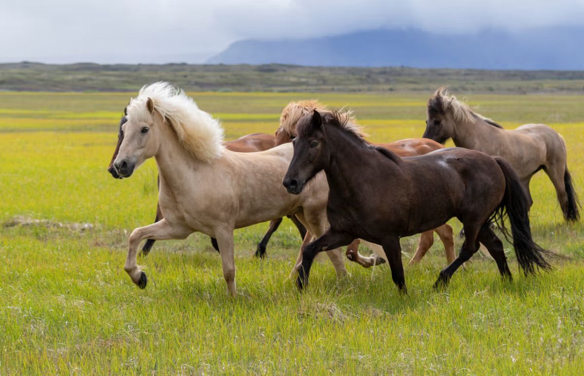 Horse Riding Tours in Iceland: Everything You Need to Know