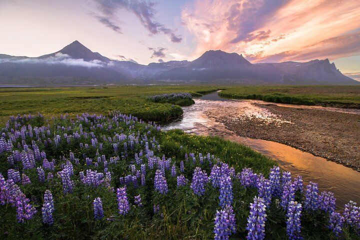 A field of lupines beside a river in south Iceland at sunset