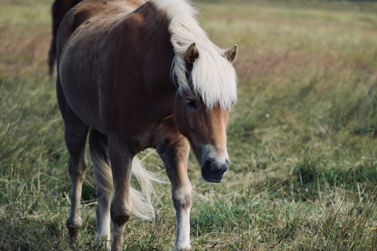 Laxnes Horse Farm