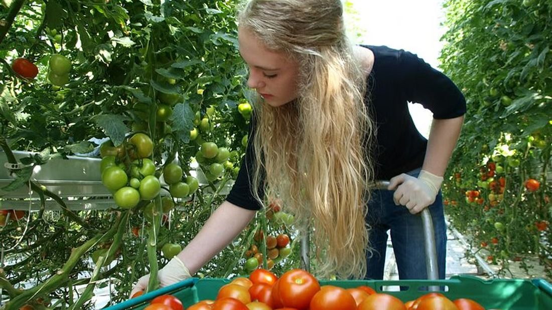 A woman picking tomatoes in the Friðheimar greenhouse