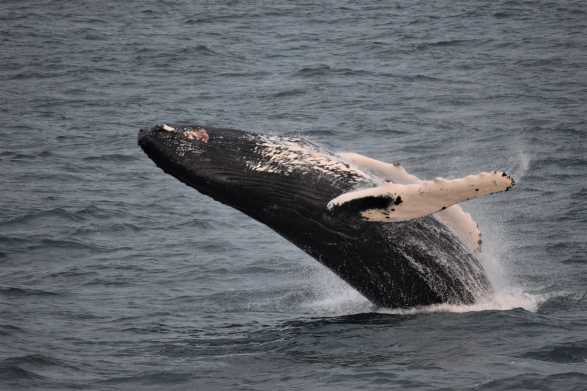 A humpback whale breaching out of grey water, its long white flippers visible