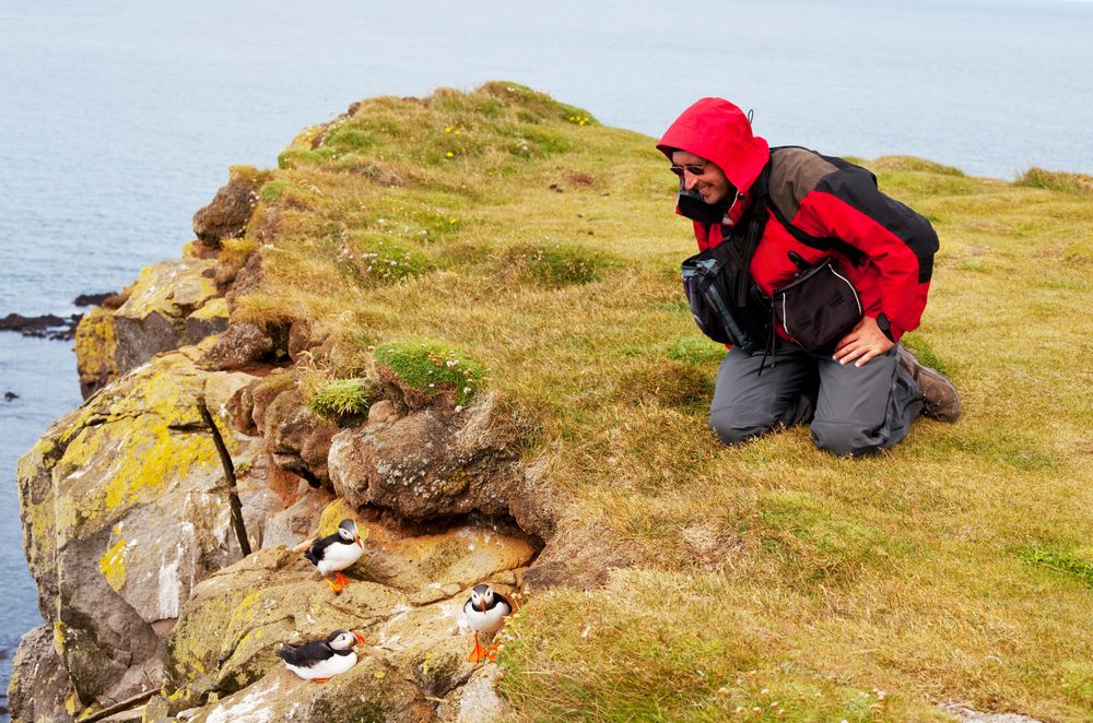 Tourists watching puffins on a coastal cliff