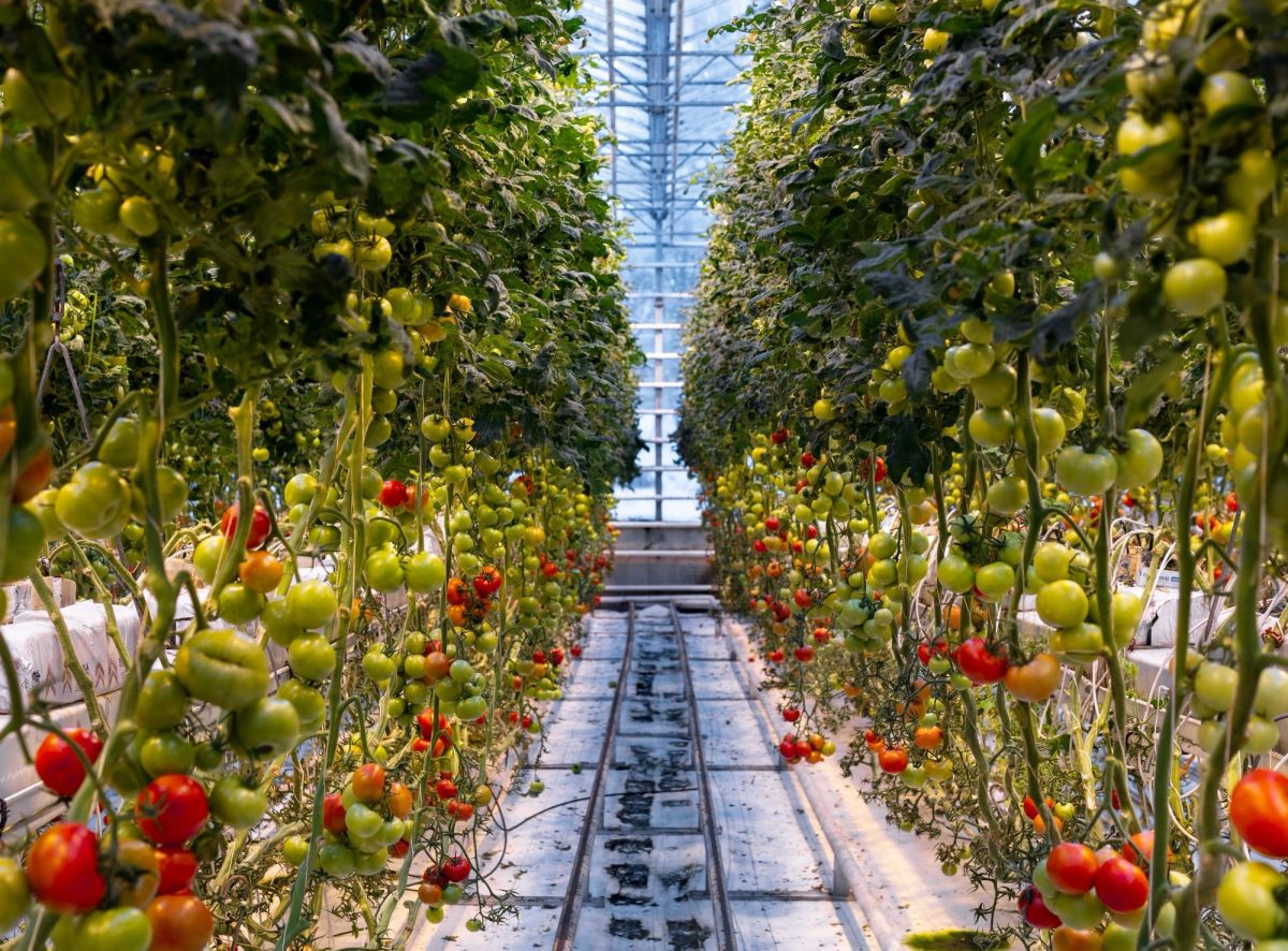 Rows of tomato plants inside the Fridheimar greenhouse
