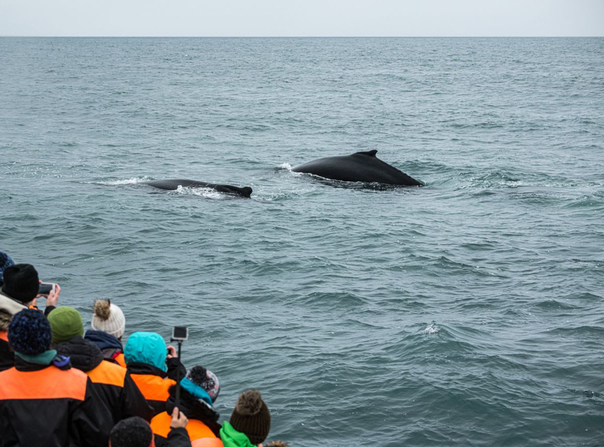 Whale Watching Tour