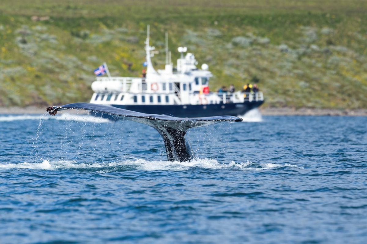 Traveling boat with tourists watching humpback whale