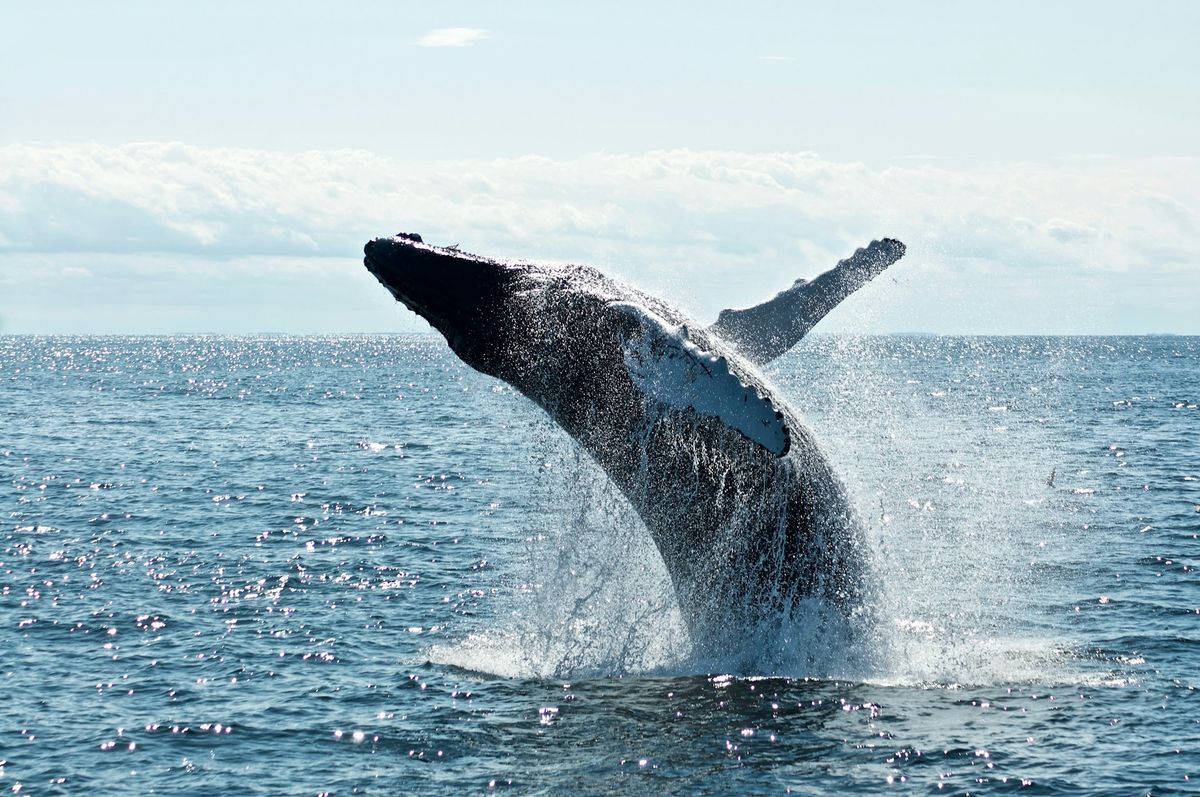 Whale Watching Tour