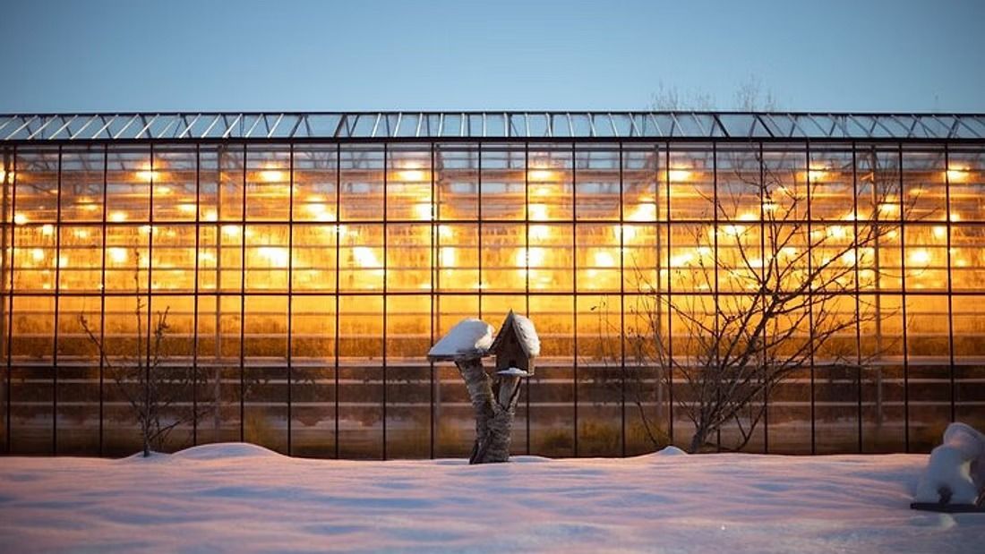The Friðheimar greenhouse lit up from the outside in the evening