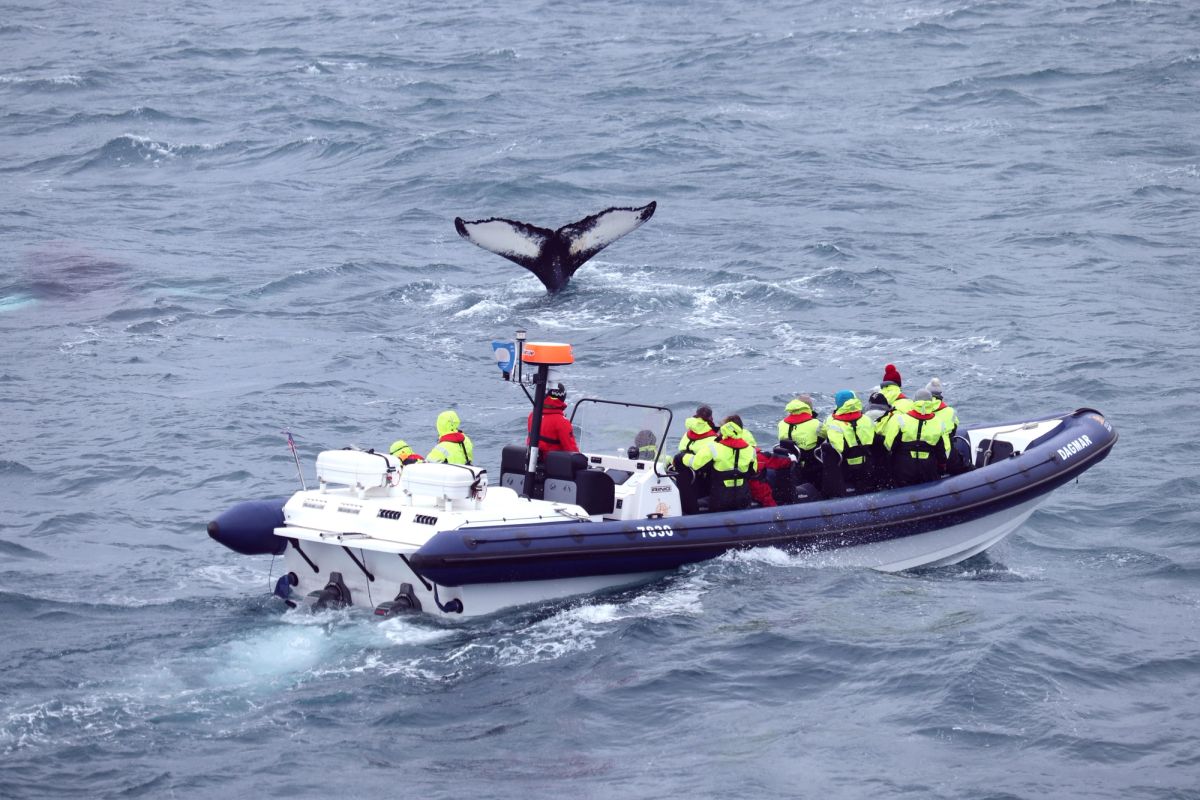 Passengers in red survival suits on a RIB boat watching a whale's tail rise from the sea