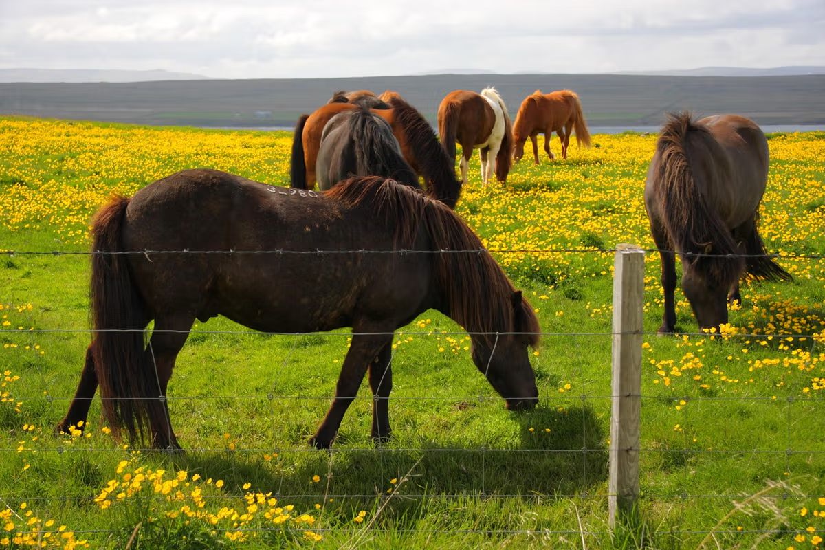 Horse Riding Tours in Iceland: Everything You Need to Know