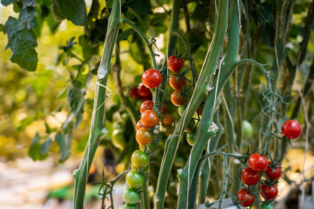 Close-up of ripe tomatoes growing on the vine at Friðheimar