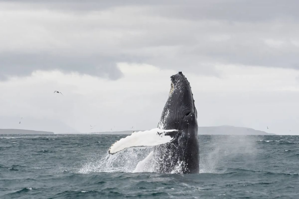 Whale Watching Tour