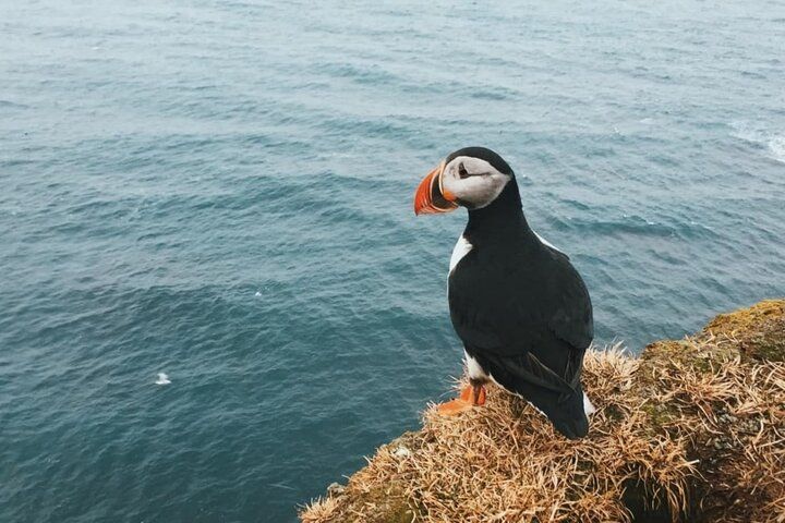 A puffin perched on a grassy cliff edge, looking out over a calm grey sea