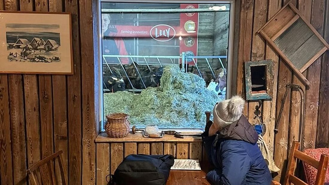 A visitor watching cows through a window