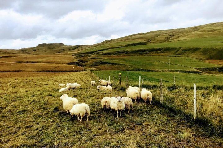 Sheep grazing in a fenced green pasture below rolling hills