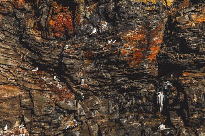 Seabirds nesting on ledges of a dark basalt sea cliff streaked with orange lichen