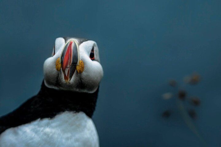 A close-up portrait of a puffin facing the camera, showing its striped orange and grey bill