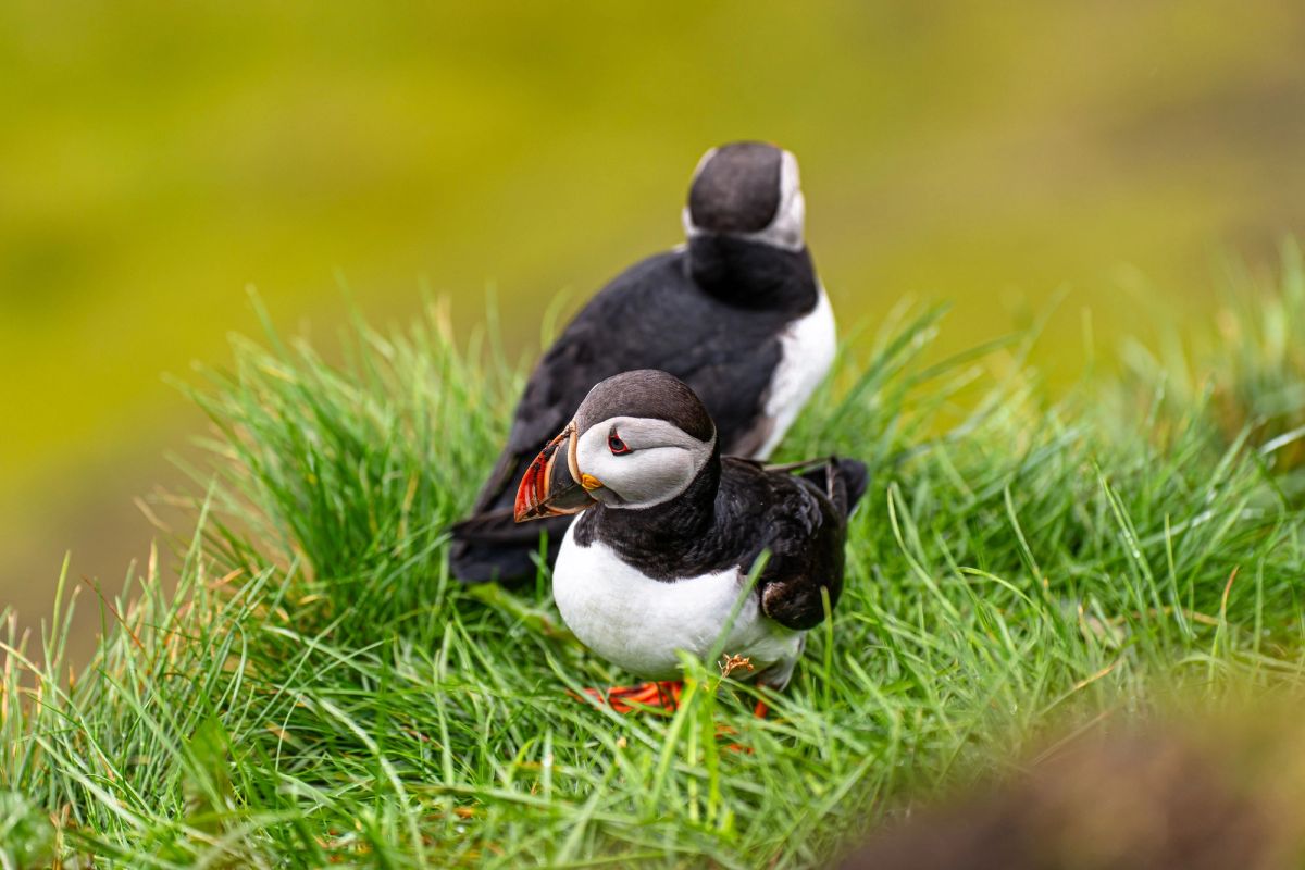 Two puffins standing close together in long green grass on a cliff top