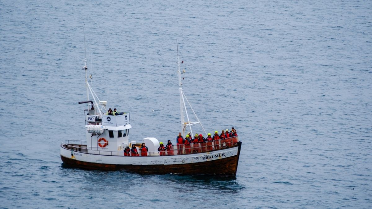 tourist on whale watching tour