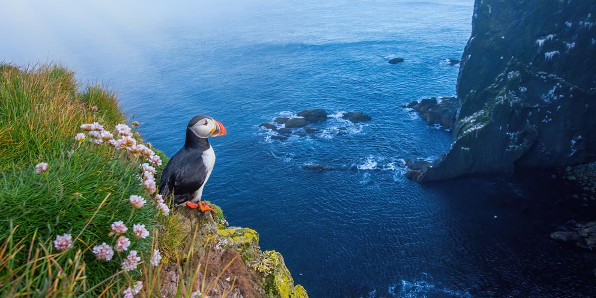 Atlantic puffin (Fratercula arctica) standing on a cliff in summer