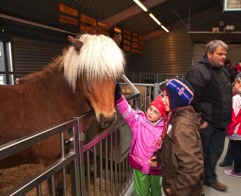 A family standing at a fence petting an Icelandic horse on a stop during a tour