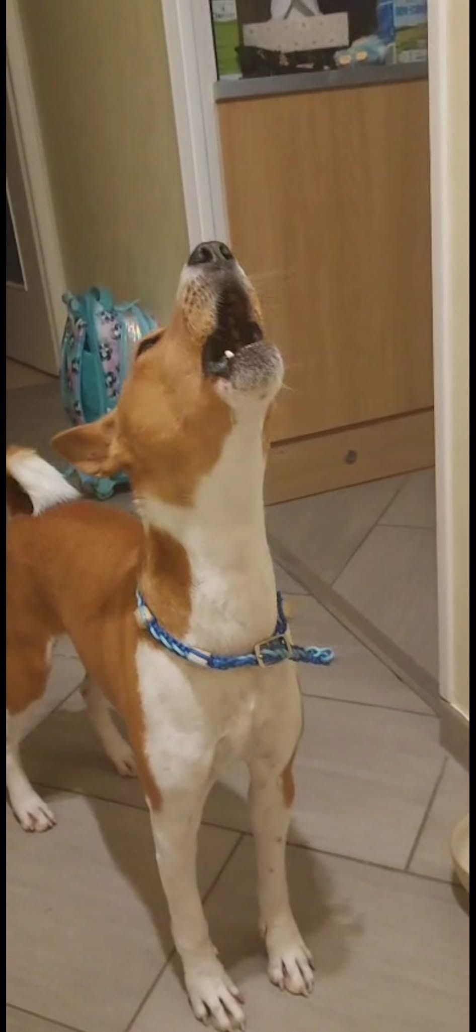 Le Basenji ne Jappe Pas