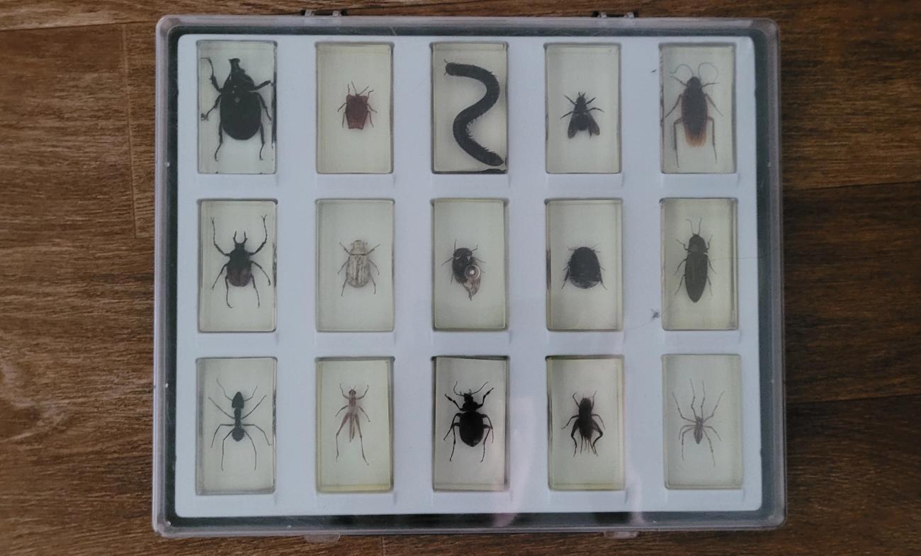 Collection of bugs taxidermy in glass containers