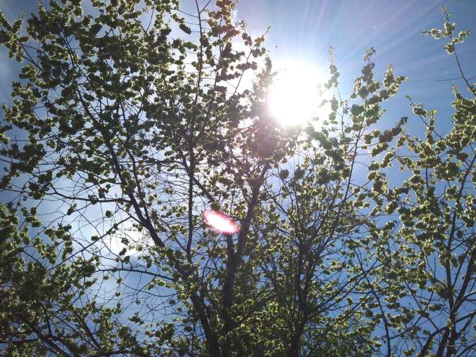 Light rays streaming through the tree branches
