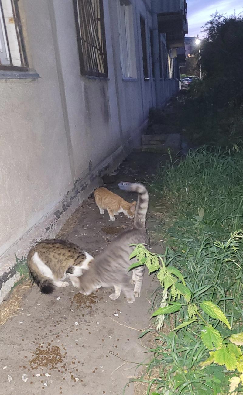 Blurred image of stray cats eating under the evening sky