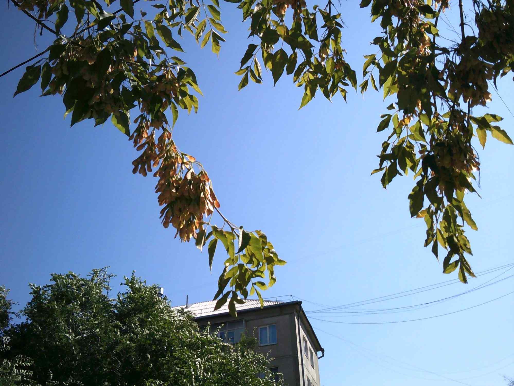 tree branches with a clear sky and a house on the background @@@@@@@@