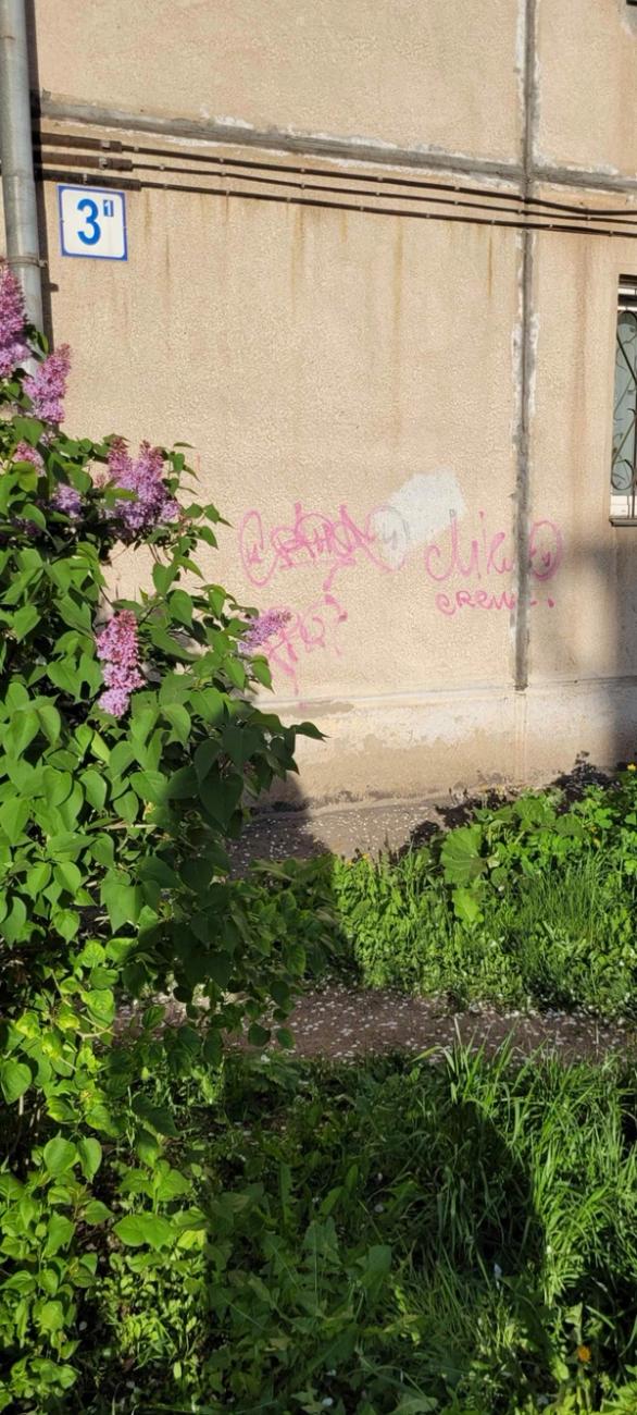 A concrete wall with a drawing on it. The wall is surrounded by leaves and flowers