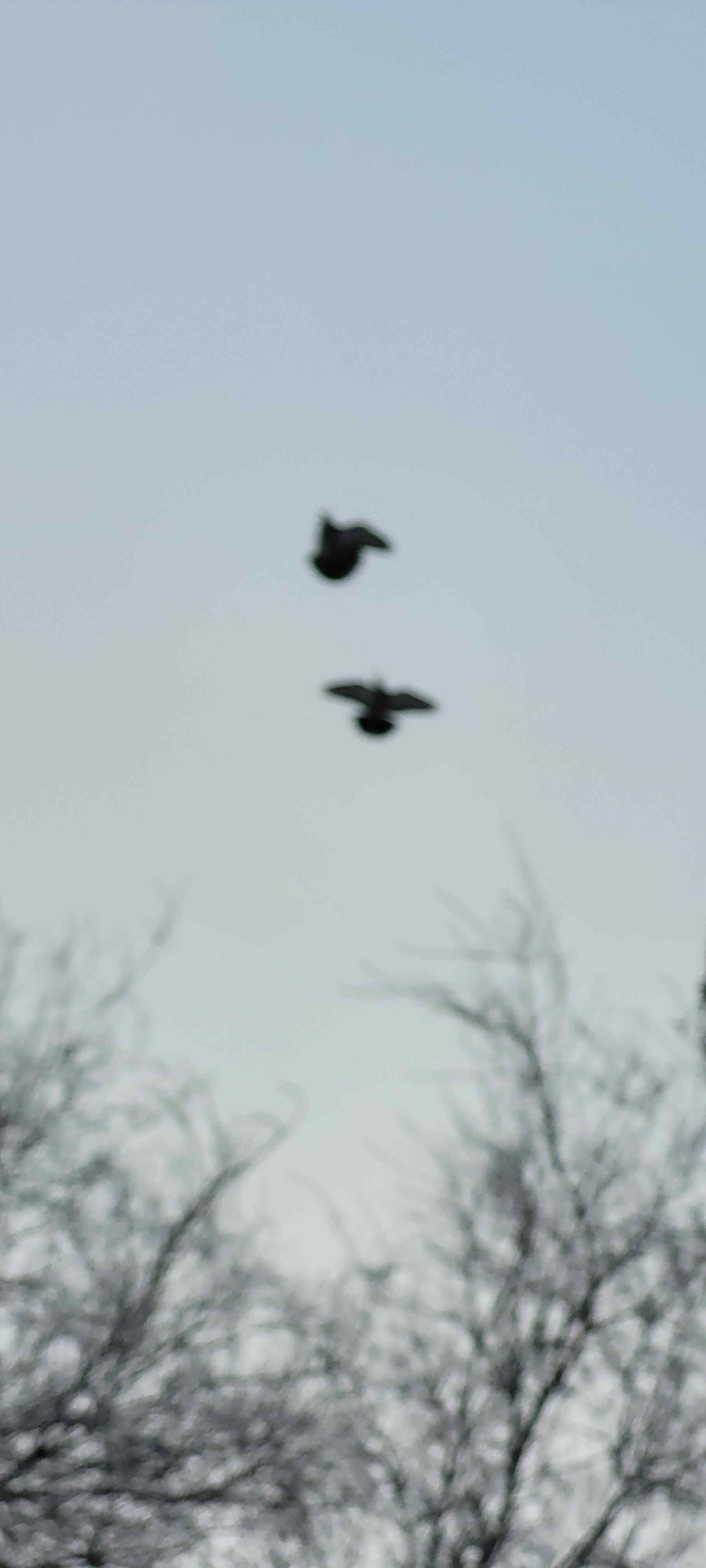 Blurred photo of two birds flying up