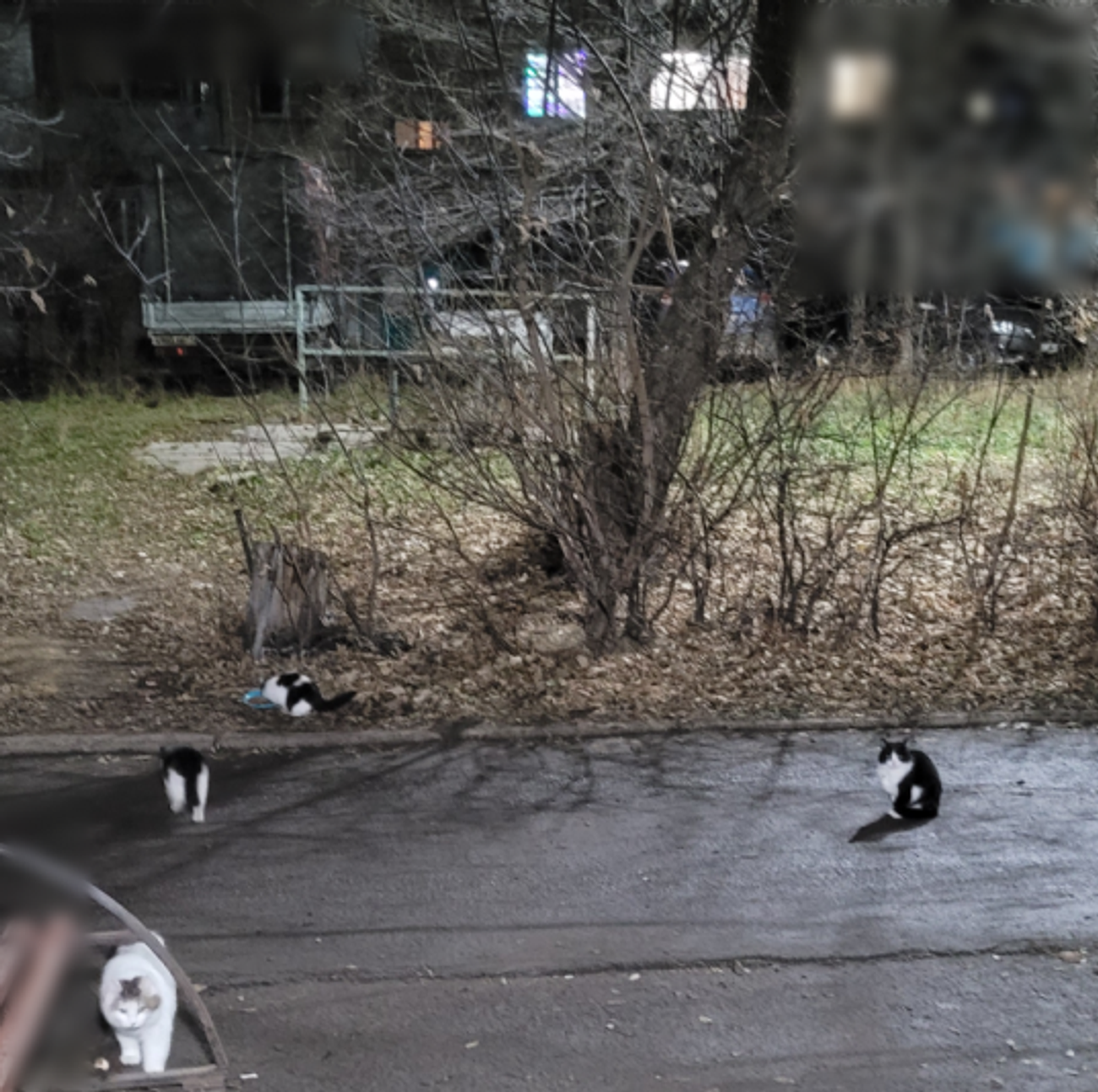 Four stray cats walking on a dark autumn street