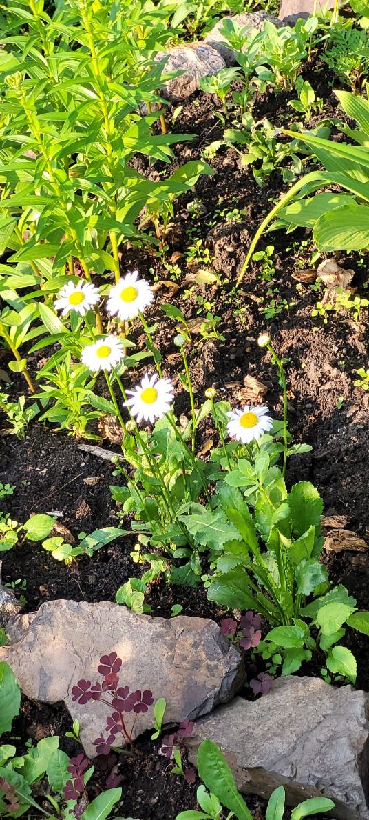 vivid composition of flowers and grass covered by the sunlight