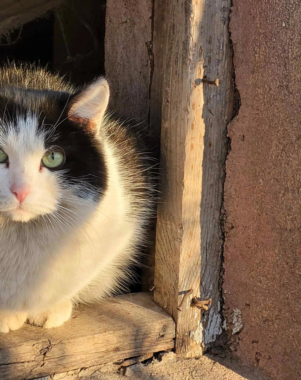 Fluffy cat sitting on a basement entrace illuminated by a warm light