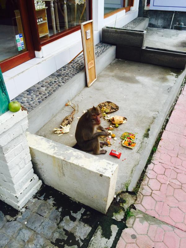 Indonesia photo 43