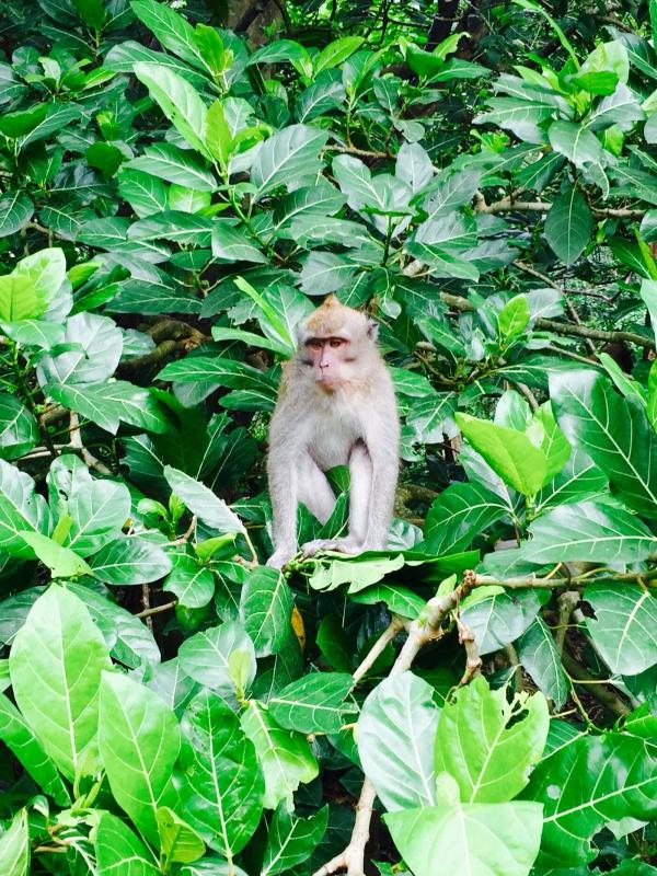 Indonesia photo 36