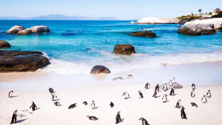 Cidade do Cabo e Safari