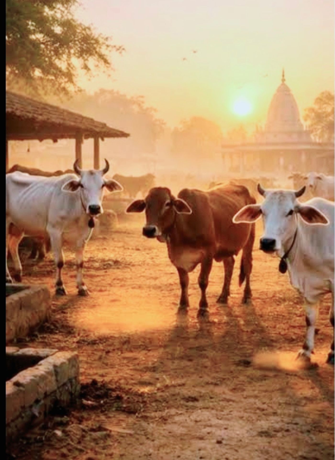 गौ सेवा एवं संरक्षण अभियान