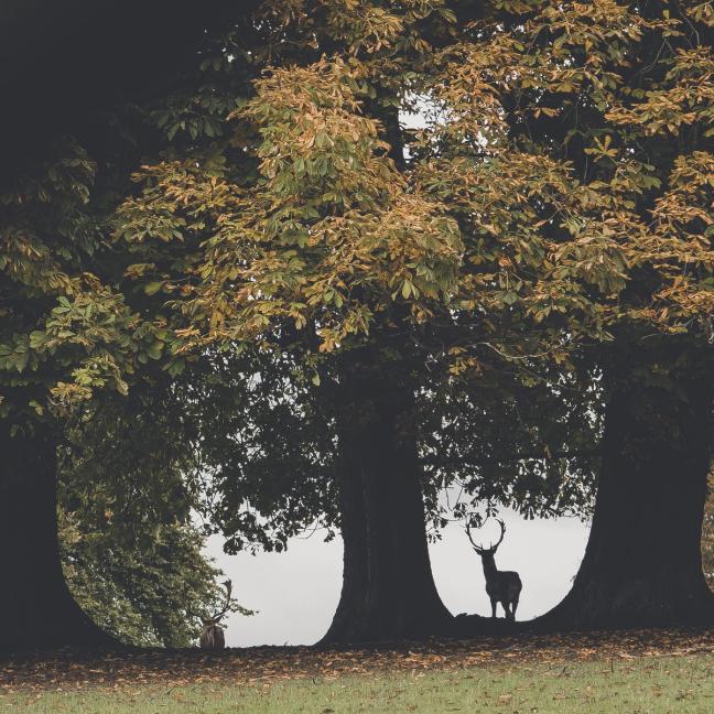 range rover bicester village