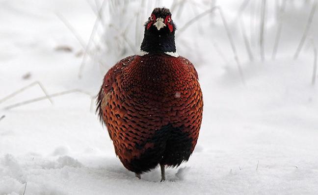 A-pheasant-stands-in-snow-001